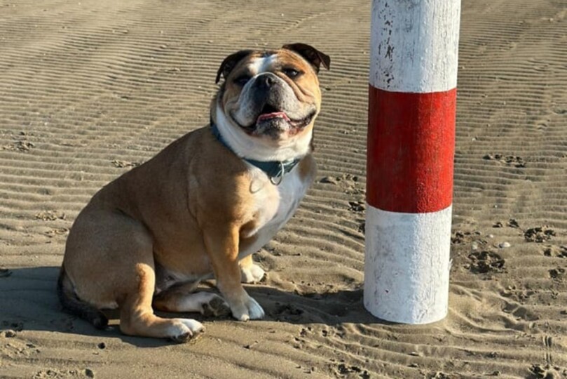 Seeblickbulls Bild der Woche 250713 Seeblickbulls Bild der Woche 250713