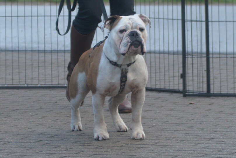 Seeblickbulls Bild des Tages 250428 Seeblickbulls Bild des Tages 250428
