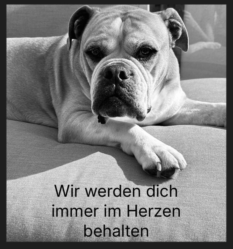 Seeblickbulls Bild der Woche 2025 Seeblickbulls Bild der Woche 2025