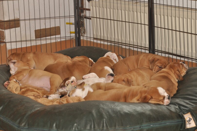Seeblickbulls Bild der Woche 250713 Seeblickbulls Bild der Woche 250713