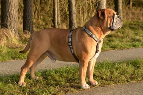Seeblickbulls Anton Seeblickbulls Anton