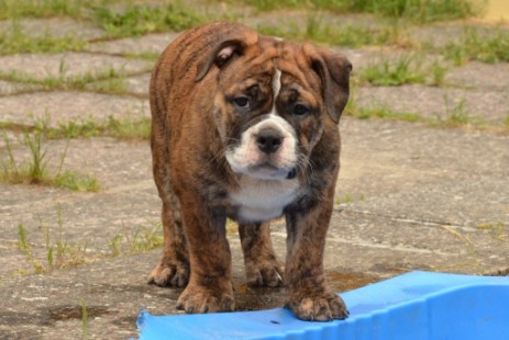 Seeblickbulls Finn Seeblickbulls Finn