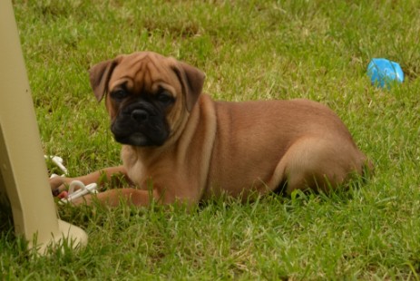 Seeblickbulls Hermine Seeblickbulls Hermine