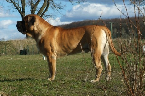 Mastiff Don Theo von der Villa Graf