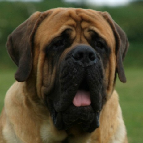 Mastiff Don Theo von der Villa Graf Mastiff Don Theo von der Villa Graf