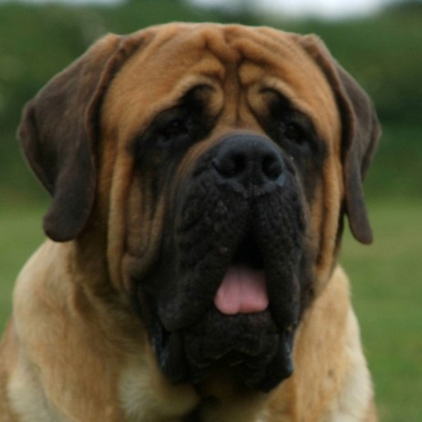 Mastiff Don Theo von der Villa Graf