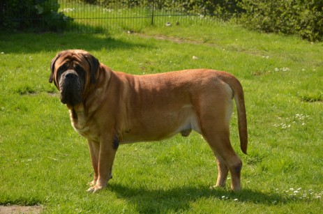 Mastiff Don Theo von der Villa Graf