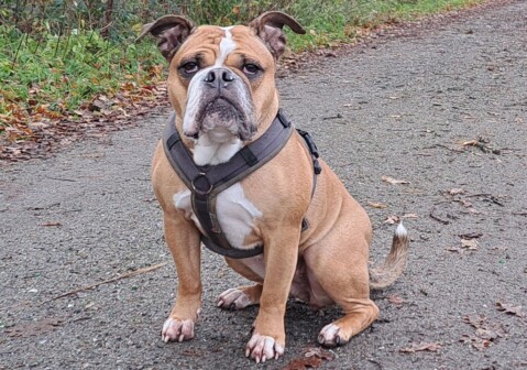 Continental Bulldog Seeblickbulls 250525 Continental Bulldog Seeblickbulls 250525