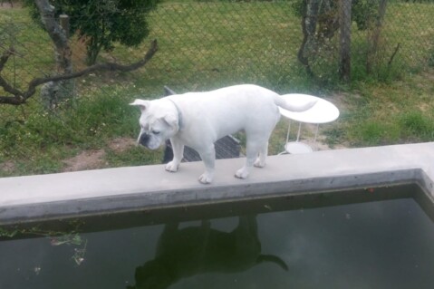 Continental Bulldog Seeblickbulls 250