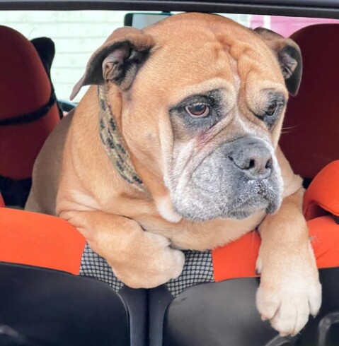 Continental Bulldog Seeblickbulls 250119 Continental Bulldog Seeblickbulls 250119