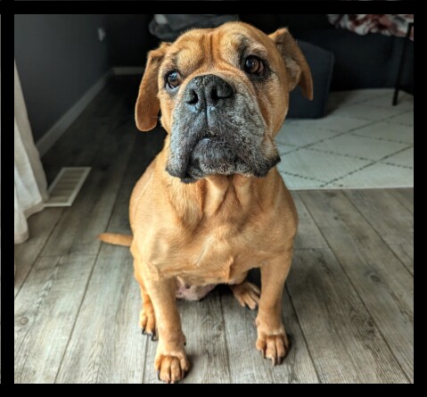 Continental Bulldog Seeblickbulls 250129 Continental Bulldog Seeblickbulls 250129