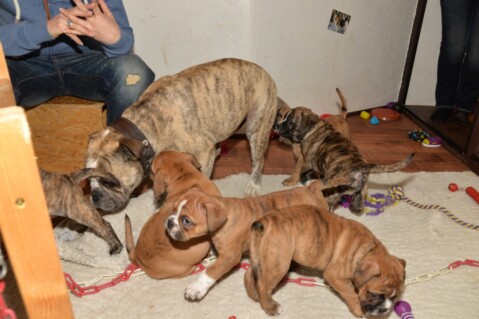 Continental Bulldog Seeblickbulls 250217 Continental Bulldog Seeblickbulls 250217