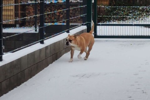 Continental Bulldog Seeblickbulls 250302 Continental Bulldog Seeblickbulls 250302
