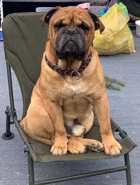 Continental Bulldog Seeblickbulls 250316 Continental Bulldog Seeblickbulls 250316