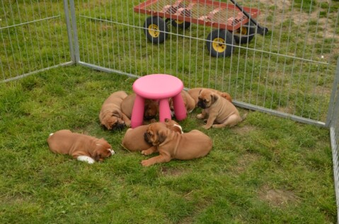 Continental Bulldog Seeblickbulls 250413 Continental Bulldog Seeblickbulls 250413