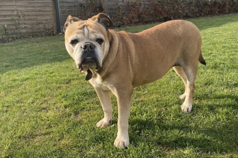 Continental Bulldog Seeblickbulls 250415 Continental Bulldog Seeblickbulls 250415