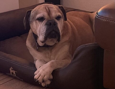 Continental Bulldog Seeblickbulls 250417 Continental Bulldog Seeblickbulls 250417