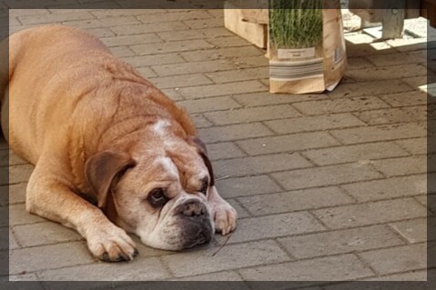 Continental Bulldog Seeblickbulls 250422 Continental Bulldog Seeblickbulls 250422