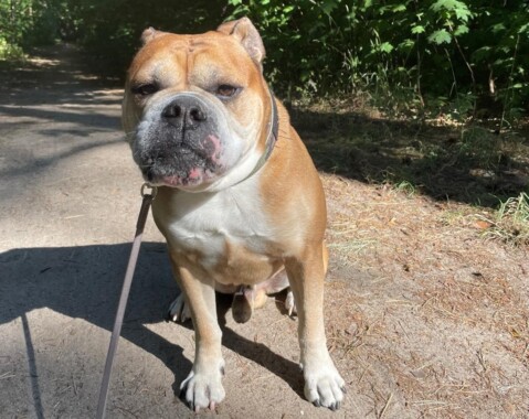 Continental Bulldog Seeblickbulls 250702