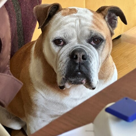 Continental Bulldog Seeblickbulls 250702