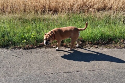 Continental Bulldog Seeblickbulls 250702