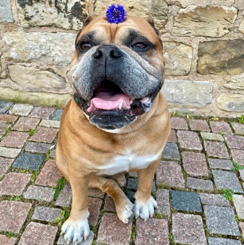 Continental Bulldog Seeblickbulls 250702