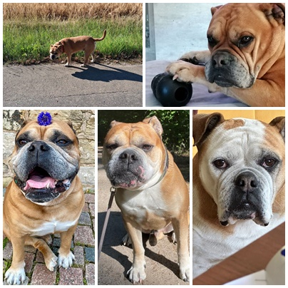 Seeblickbulls Bild der Woche 250702 Seeblickbulls Bild der Woche 250702