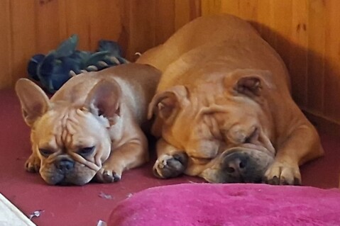 Continental Bulldog Seeblickbulls 250 Continental Bulldog Seeblickbulls 250