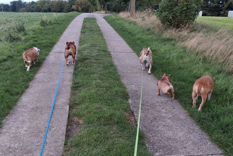 Continental Bulldog Seeblickbulls 250 Continental Bulldog Seeblickbulls 250