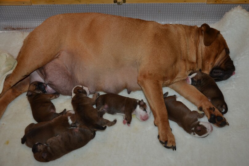 Continental Bulldog Seeblickbulls 250 Continental Bulldog Seeblickbulls 250