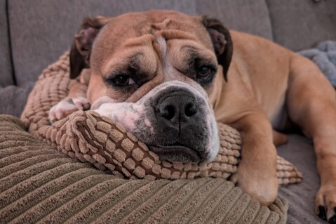 Continental Bulldog Seeblickbulls 250