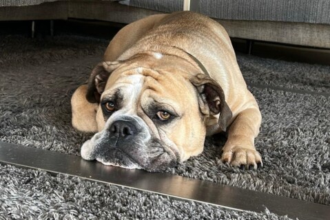 Continental Bulldog Seeblickbulls 250