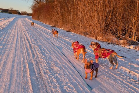 Continental Bulldog Seeblickbulls 250