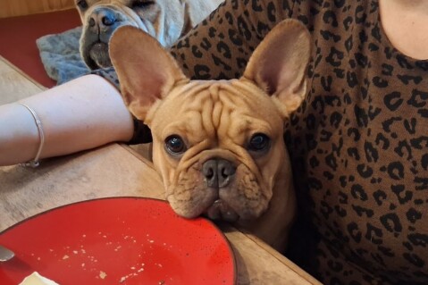 Continental Bulldog Seeblickbulls 250