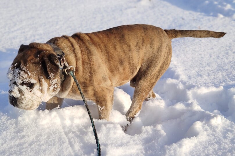 Seeblickbulls Bild der Woche 2025