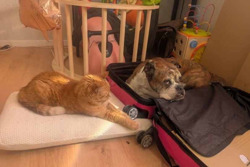 Seeblickbulls Bild der Woche 2025