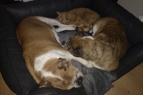 Continental Bulldog Seeblickbulls 250