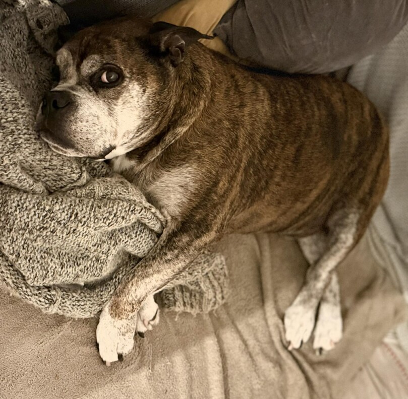 Seeblickbulls Bild der Woche 2025