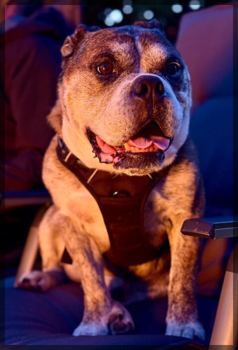 Continental Bulldog Seeblickbulls 250