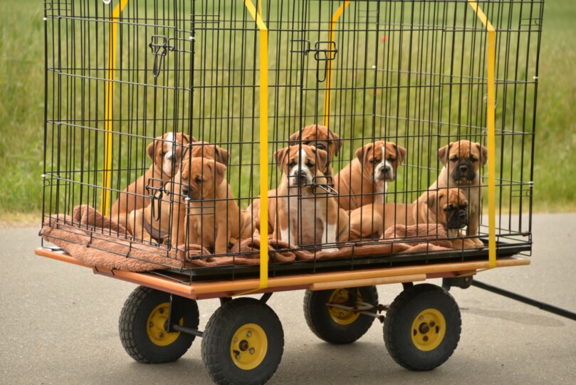 Seeblickbulls Bild der Woche 2025