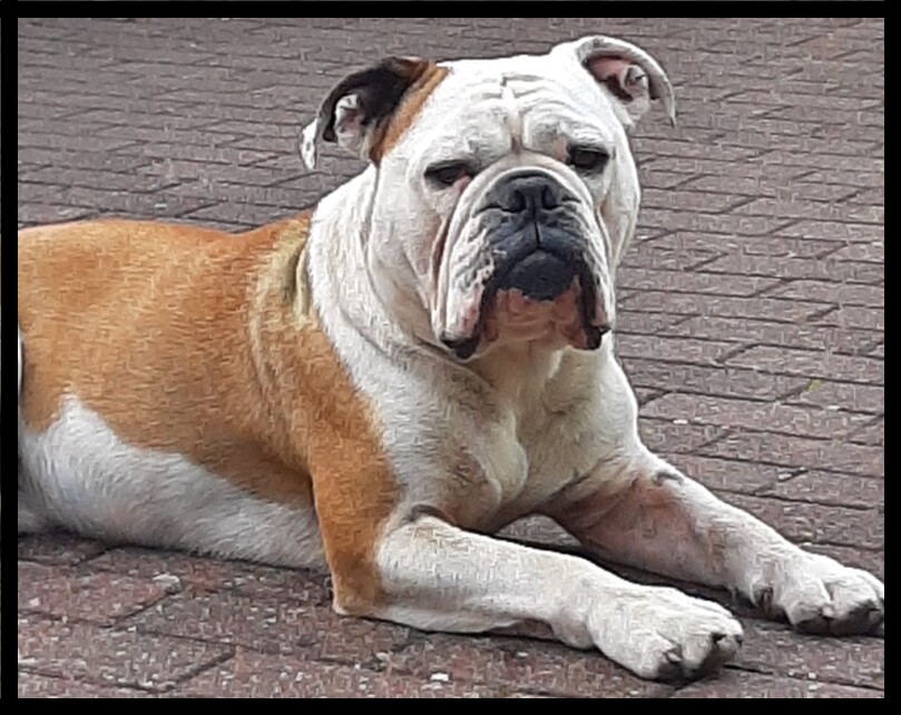 Seeblickbulls Bild der Woche 2025