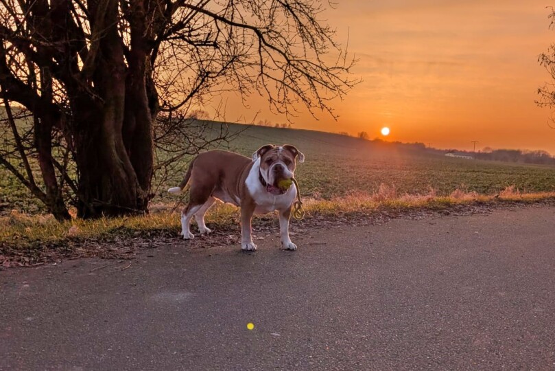 Seeblickbulls Bild der Woche 2025