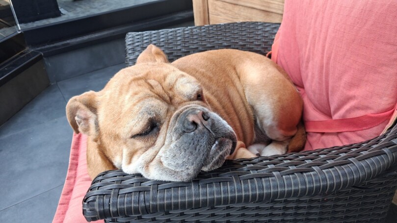 Seeblickbulls Bild der Woche 2025