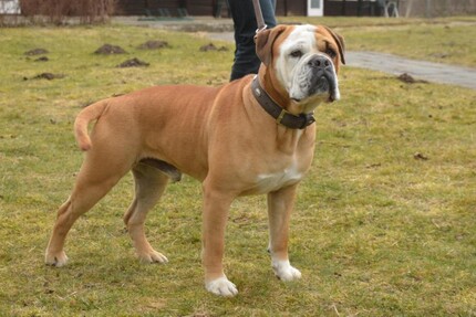 Seeblickbulls Al Bruno