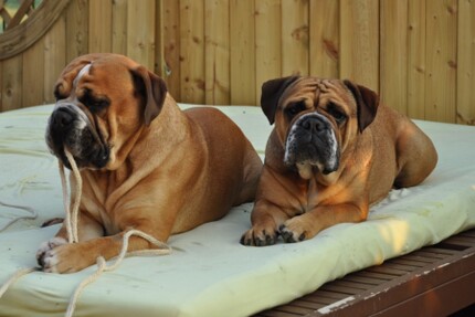 Seeblickbulls Rosi und Toni Seeblickbulls Rosi und Toni